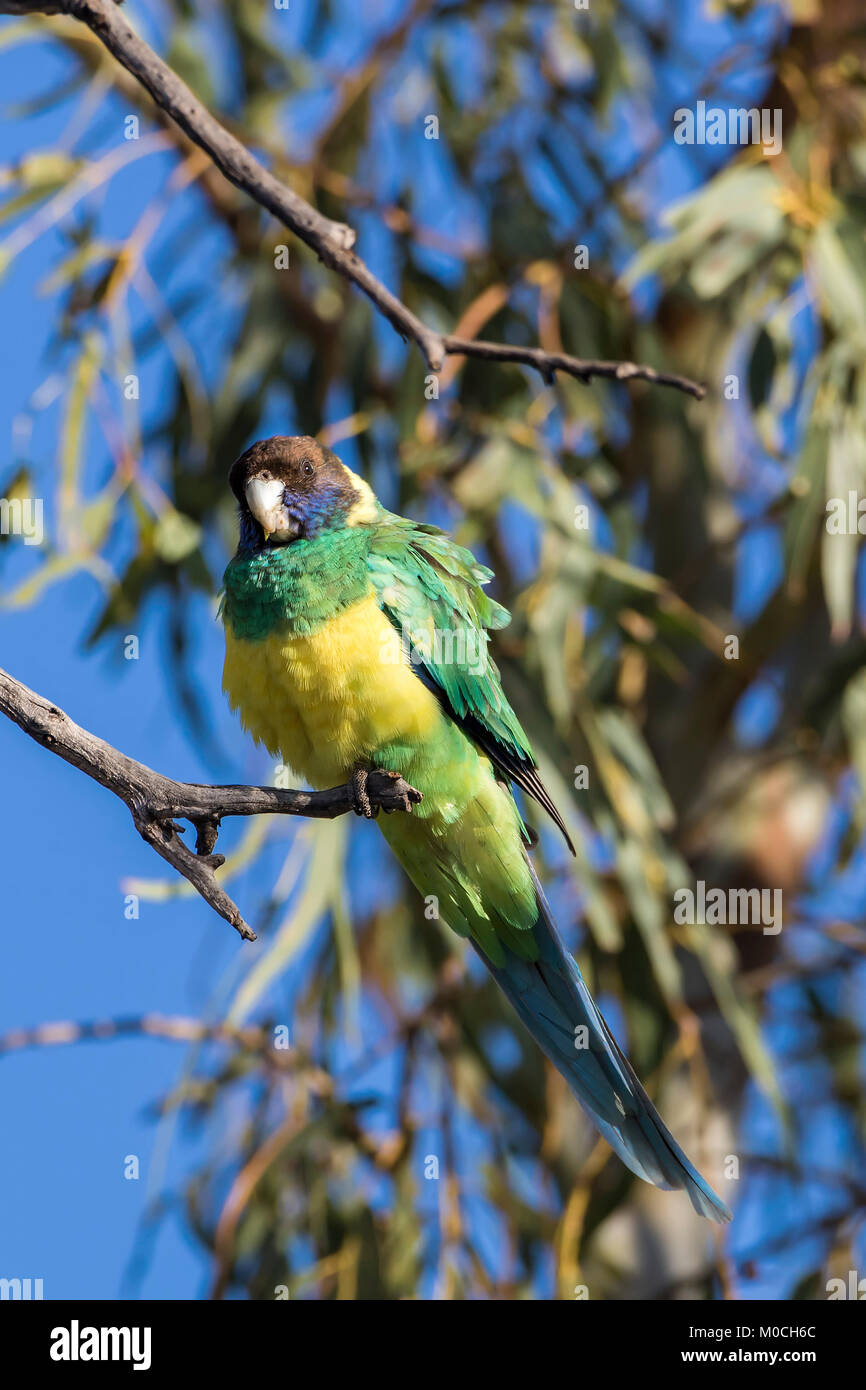 Australian Ringneck (Barnardius zonarius) gara 'zonarius'. AKA Port Lincoln Parrot Foto Stock