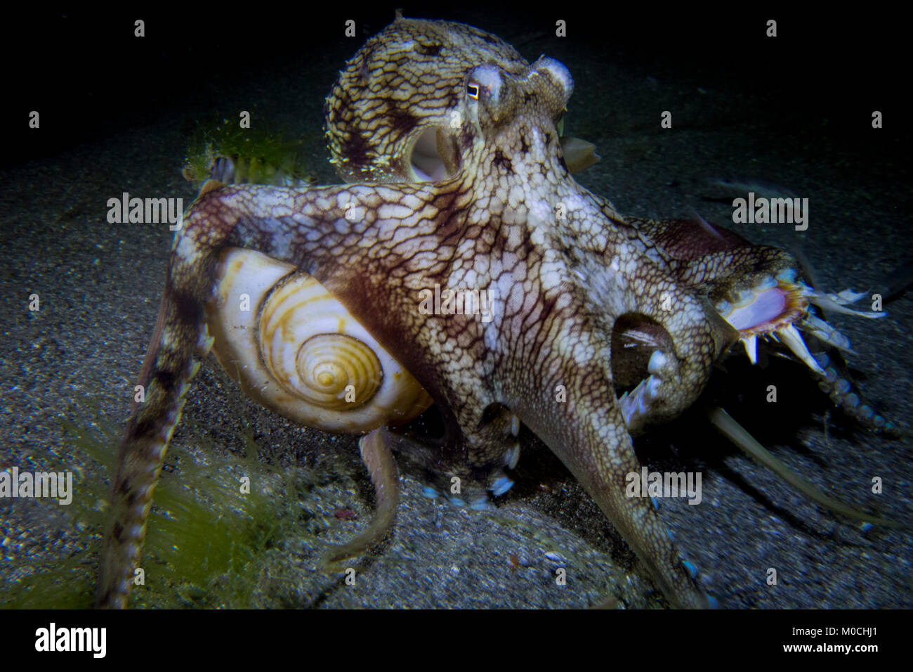 La fotografia subacquea Anilao Filippine, polpo Foto Stock
