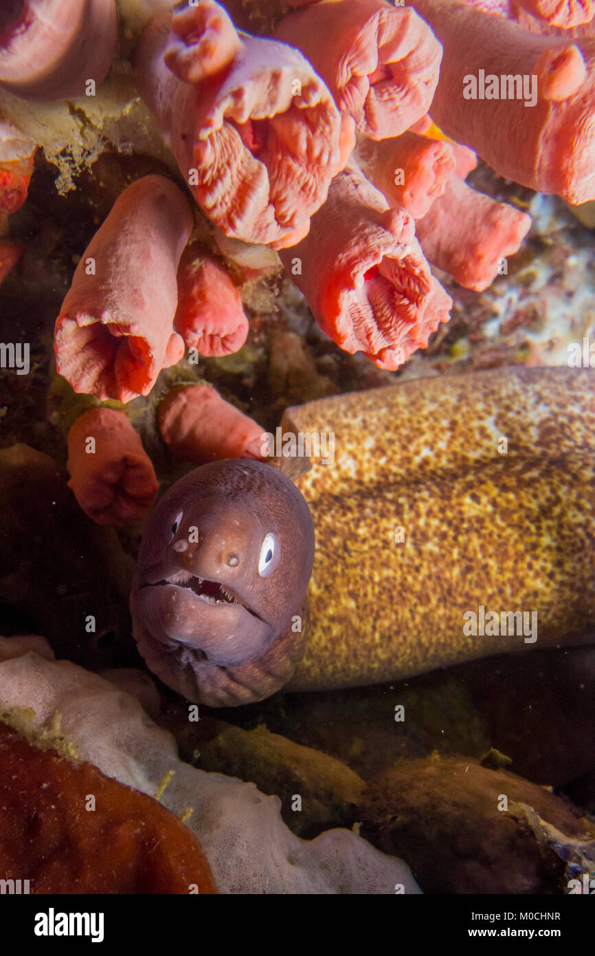 La fotografia subacquea Anilao Filippine, morey anguilla Foto Stock