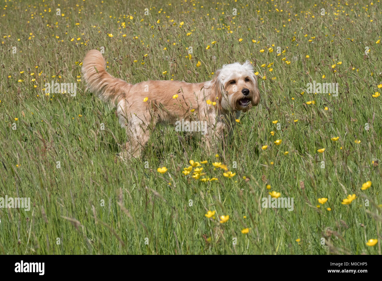 La Lola Cockapoo si fermò e la testa rivolta verso la telecamera in un Rivington buttercup campo di giallo e verde Foto Stock