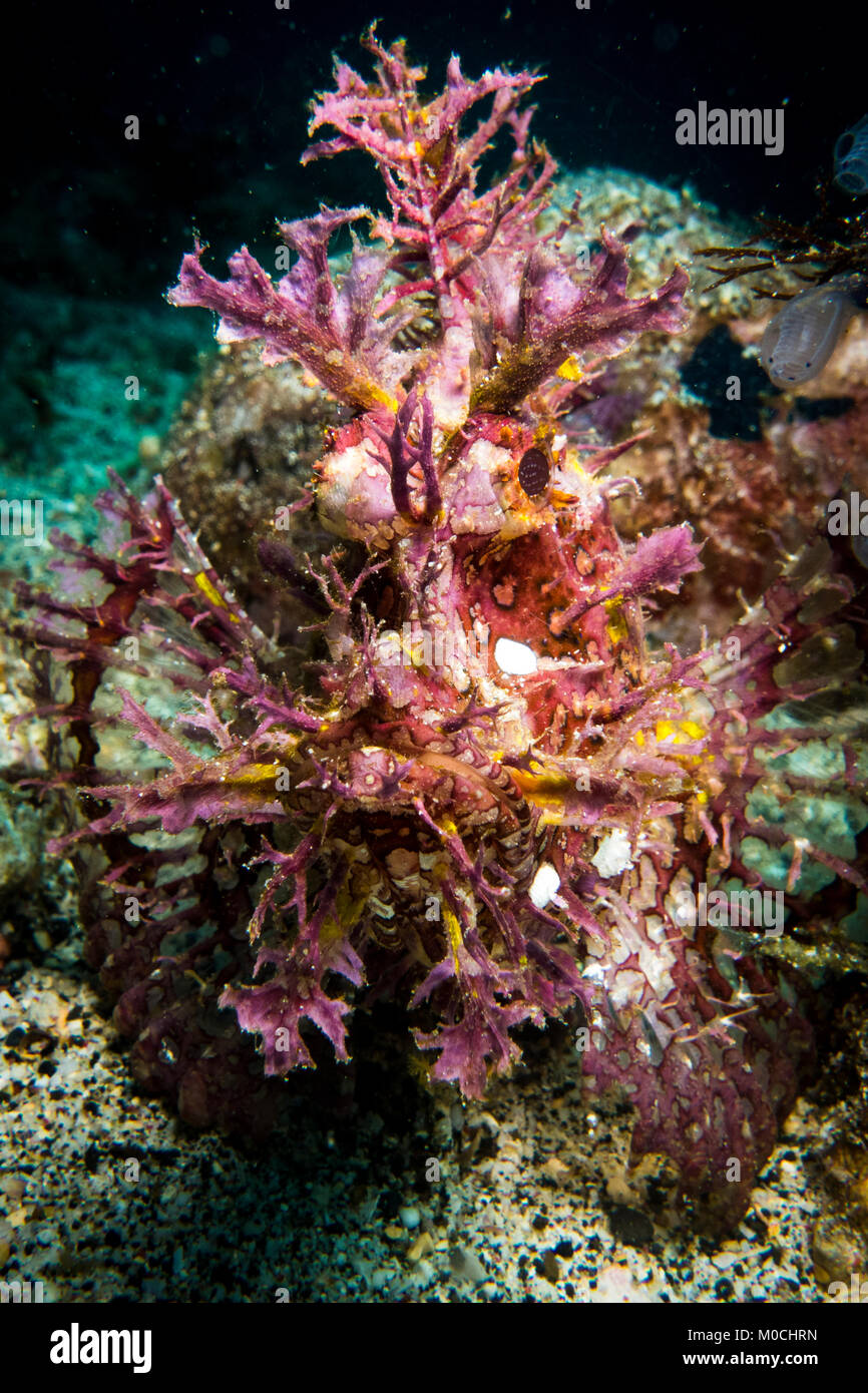 La fotografia subacquea Anilao Filippine, Rhinopias Foto Stock
