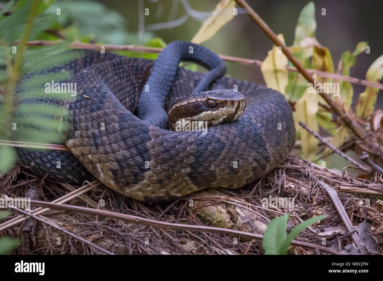 Florida Cottonmouth, noto anche come acqua Moccasin Snake, spiralato e pronto a sciopero. Foto Stock