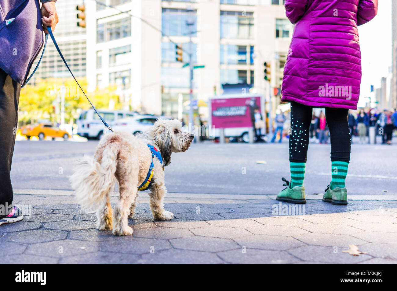 Midtown Manhattan NYC New York City con il livello del suolo closeup di terrier cane al guinzaglio, persone in piedi in attesa di cross street da Columbus Circle, Cen Foto Stock