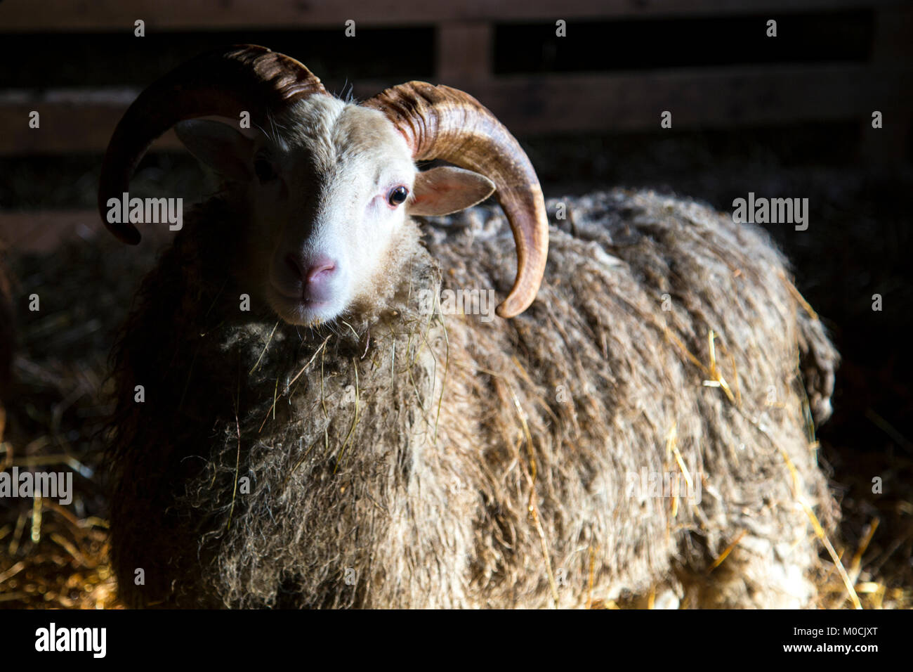 Drammatico colpo di una pecora con corna all'interno di un fienile con fieno in background Foto Stock