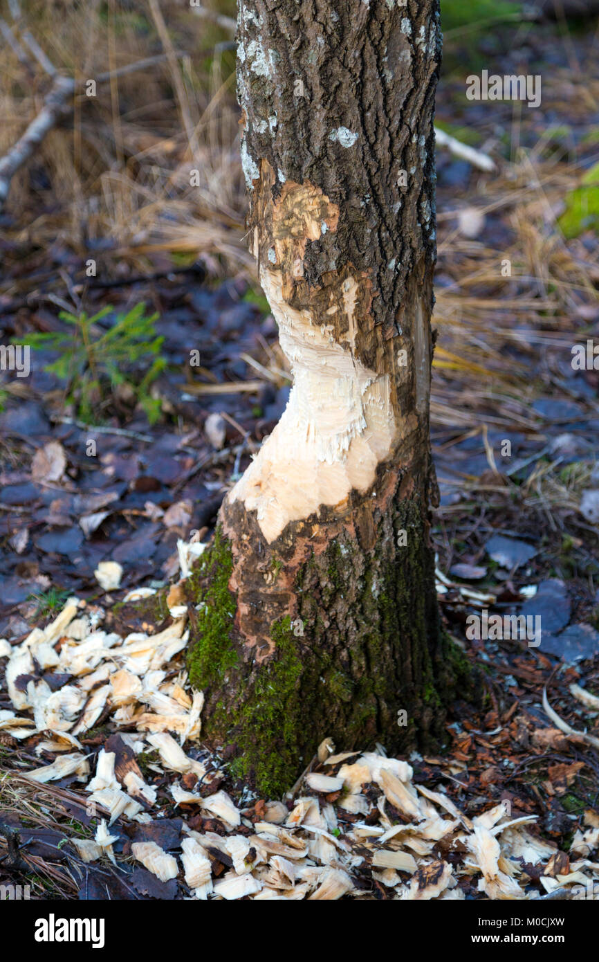 Beaver scolpiti tronco di albero nel mezzo di una foresta svedese Foto Stock