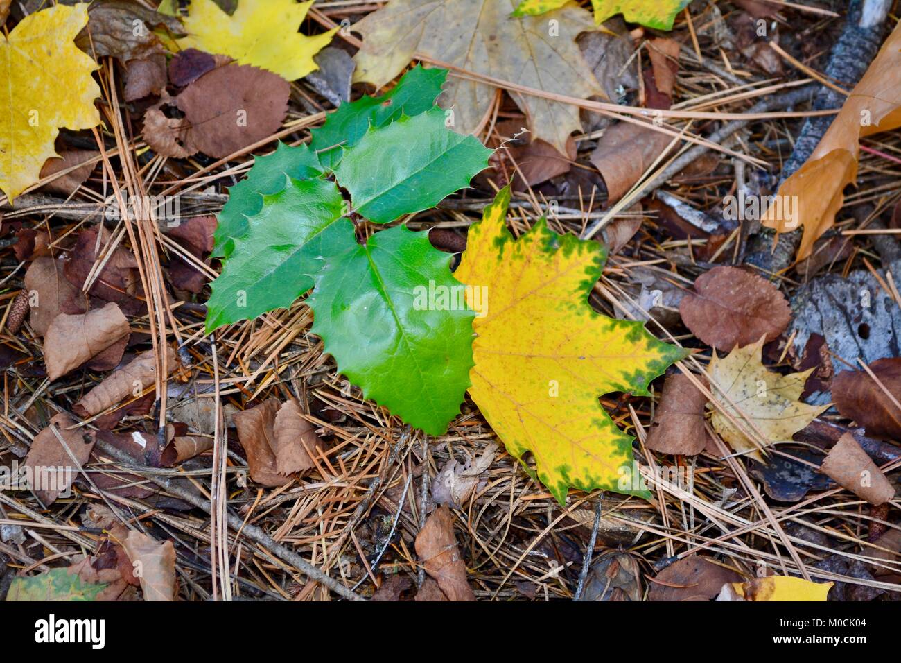 I colori autunnali con Oregon uva e Foglia di acero. Foto Stock