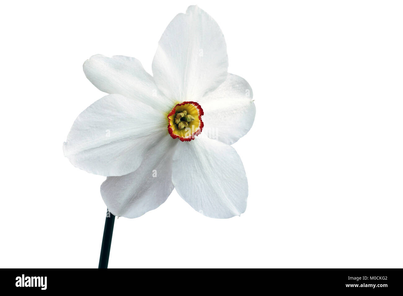 Uno daffodil isolati su sfondo bianco. Primo piano Foto Stock