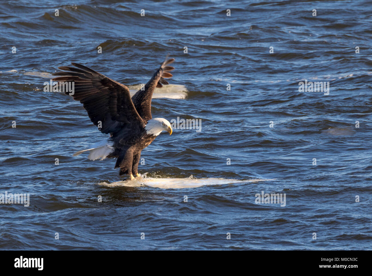Aquila calva (Haliaeetus leucocephalus) lo sbarco sul ghiaccio di drifting, fiume Mississippi, Iowa, USA Foto Stock