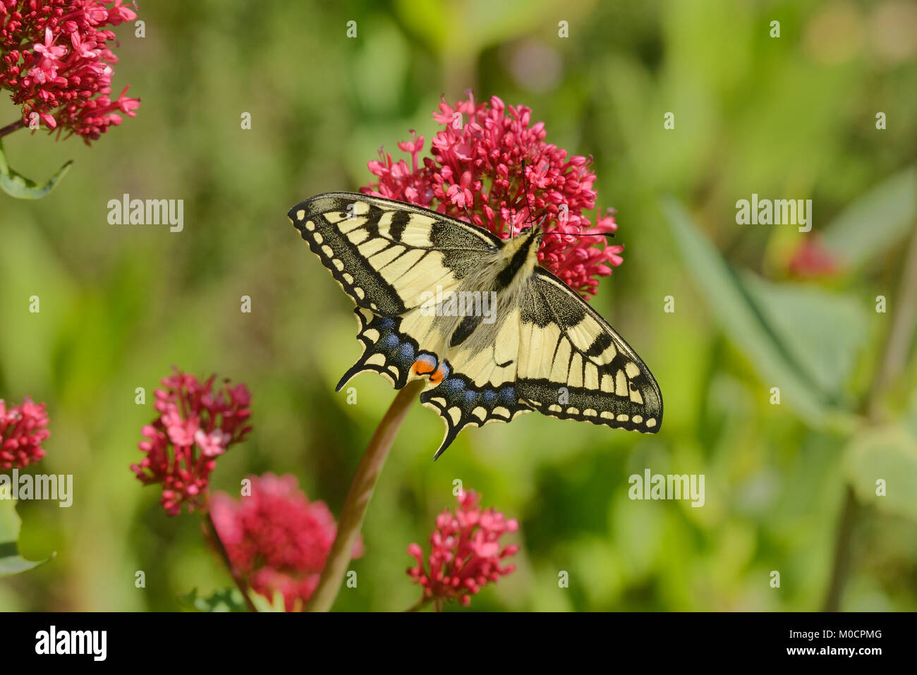 Coda forcuta Butterfly Papilio machaon fotografato nei Pirenei, Francia Foto Stock