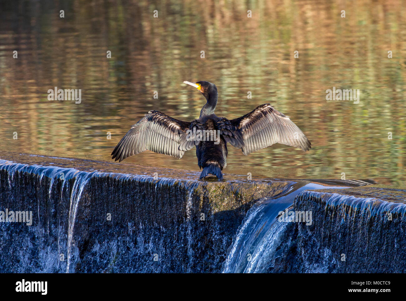 Cormorano asciugando le sue ali sul fiume usura in Durham City Foto Stock