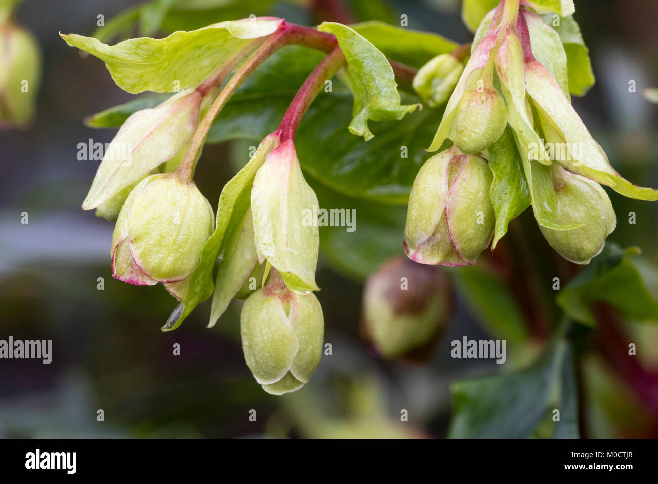 Primo piano dei fiori dell'hellebore fiorito invernale, Helleborus foetidus 'Wester Flisk Group' Foto Stock