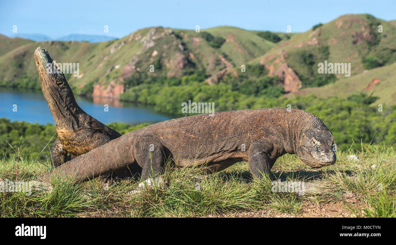 Drago di Komodo. ( Varanus komodoensis ) più grande del mondo che vive la lucertola in habitat naturali. Isola di Rinca. Indonesia. Foto Stock