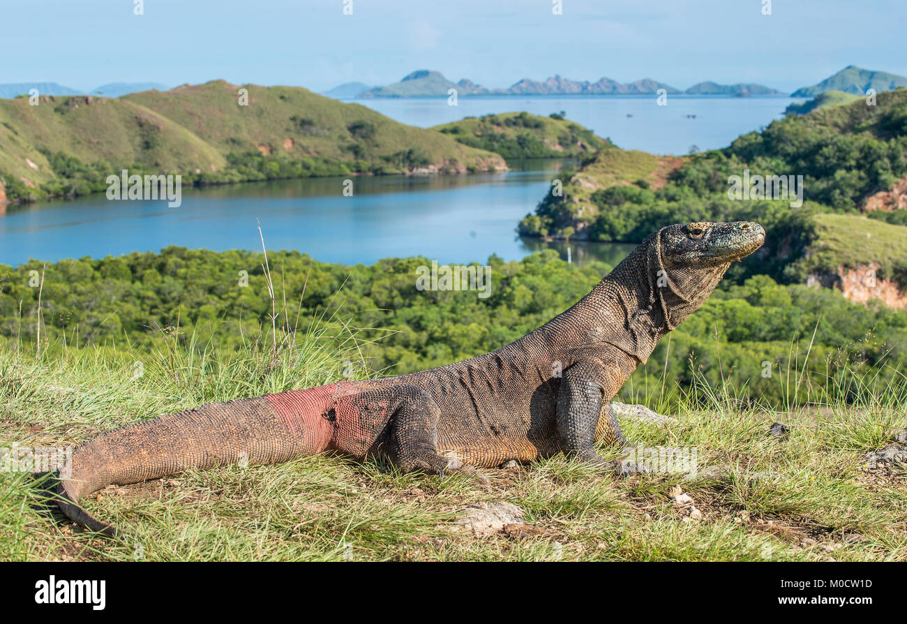 Drago di Komodo. ( Varanus komodoensis ) più grande del mondo che vive la lucertola in habitat naturali. Isola di Rinca. Indonesia. Foto Stock