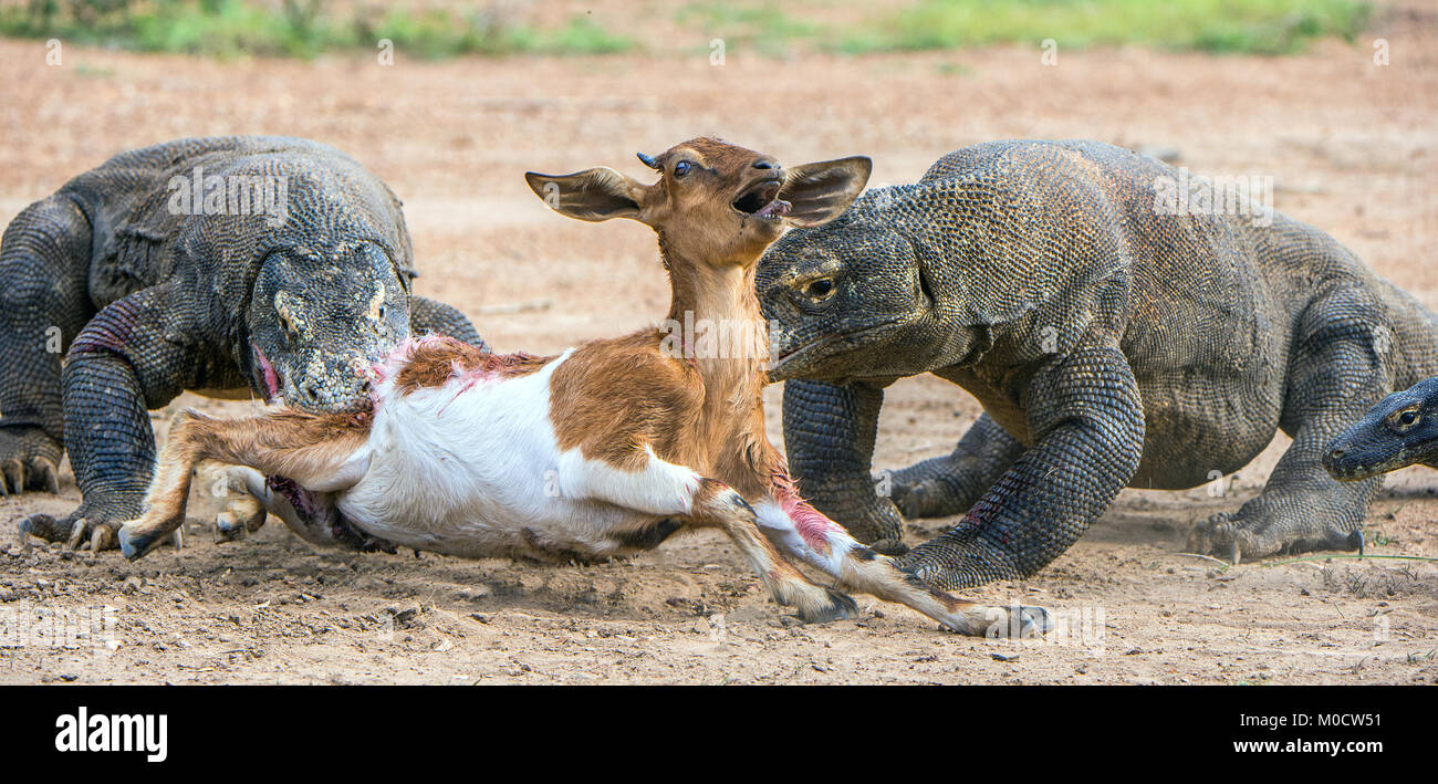 Il drago di attacchi. I draghi di Komodo attacca la preda. Il drago di Komodo, Varanus komodoensis, è la più grande lucertola vivente nel mondo.Su Rinca è Foto Stock