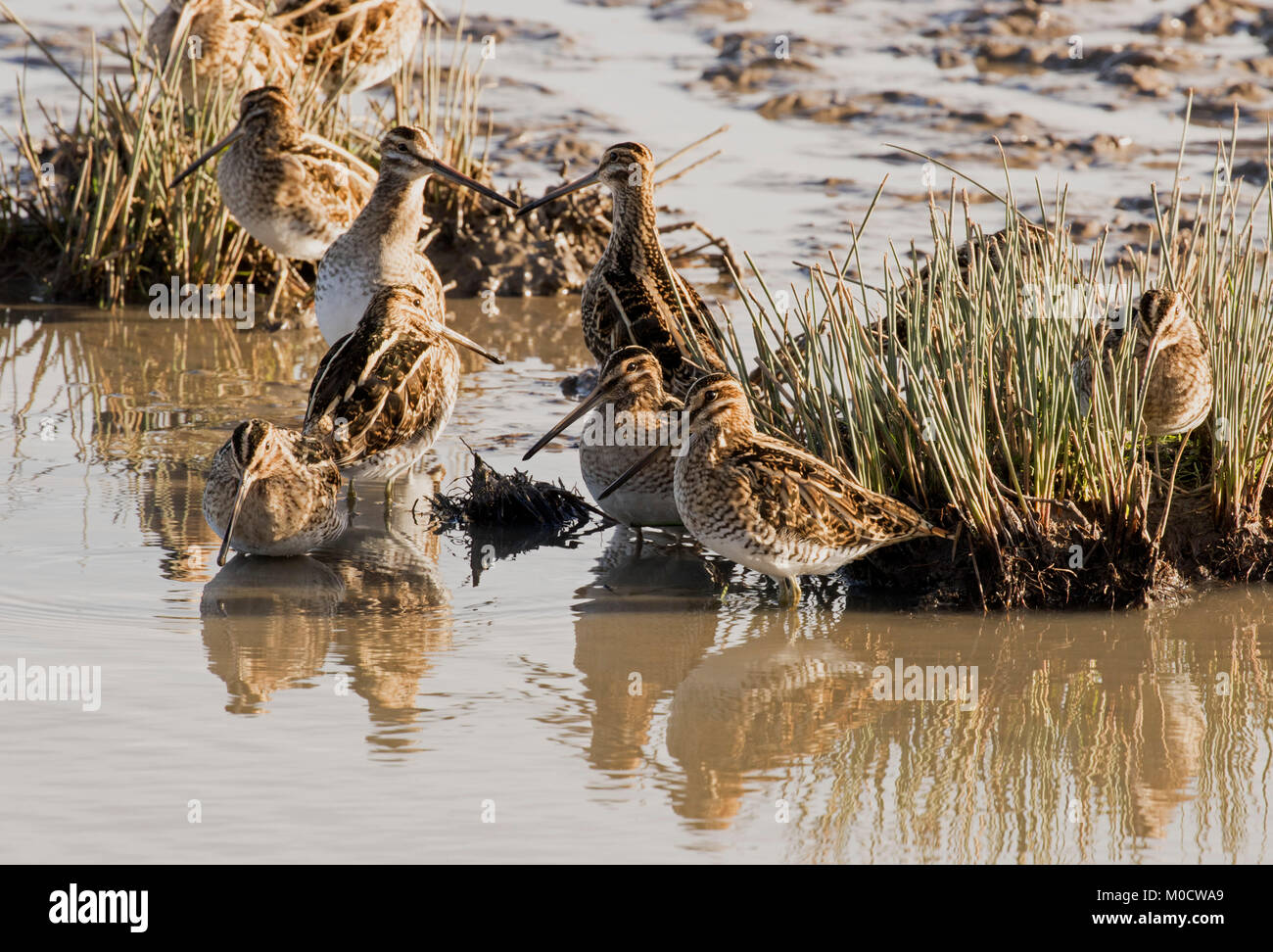 Beccaccino, Gallinago gallinago, gruppo di adulti, Slimbridge, Gloucestershire, Regno Unito Foto Stock