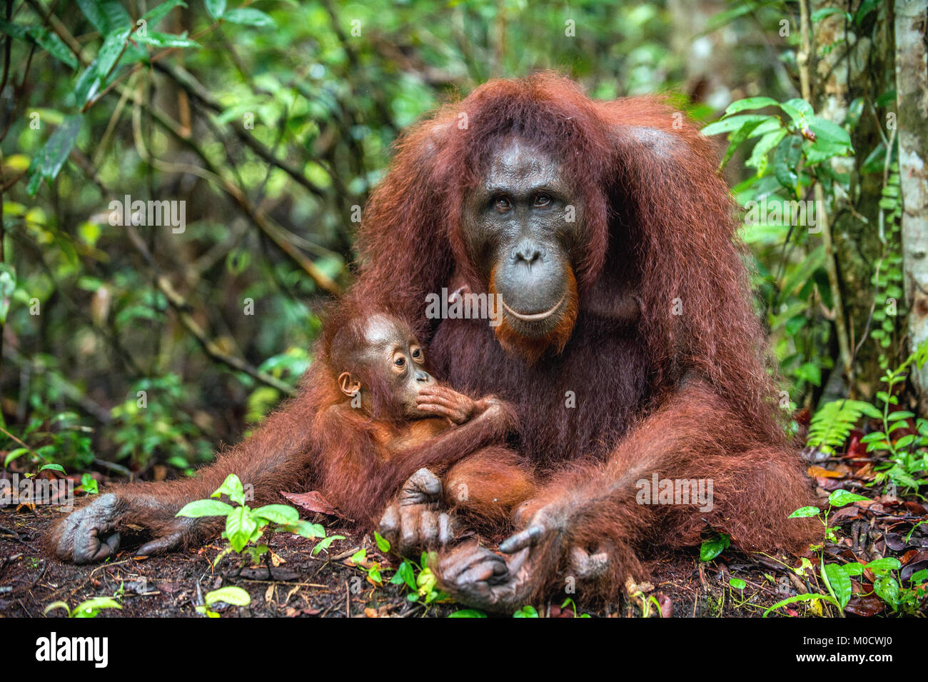 Madre orangutan e cub in un habitat naturale. Bornean orangutan (Pongo pygmaeus wurmmbii) nella natura selvaggia. La foresta pluviale di isola di Borneo. Indonesia Foto Stock
