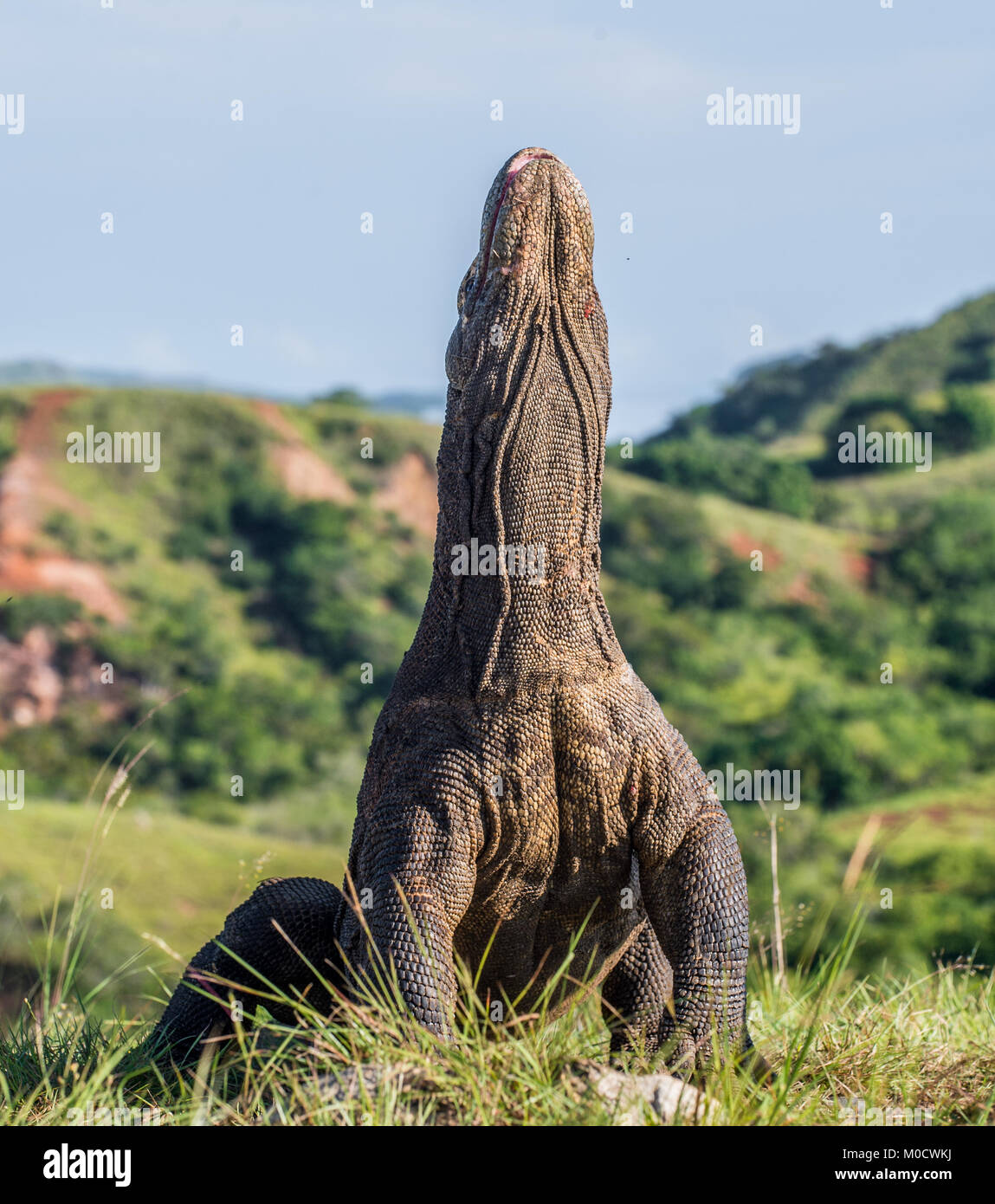 Il drago di Komodo Varanus komodoensis sollevata la testa con la bocca aperta. È la più grande lucertola vivente nel mondo. Isola Rinca. Indonesia. Foto Stock