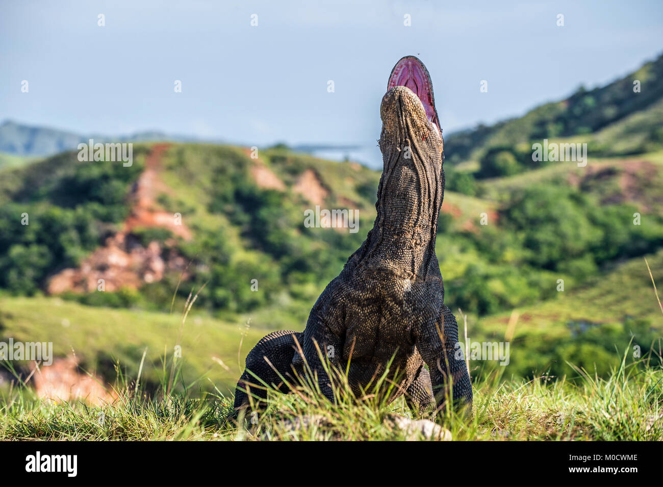 Il drago di Komodo Varanus komodoensis sollevata la testa con la bocca aperta. È la più grande lucertola vivente nel mondo. Isola Rinca. Indonesia. Foto Stock