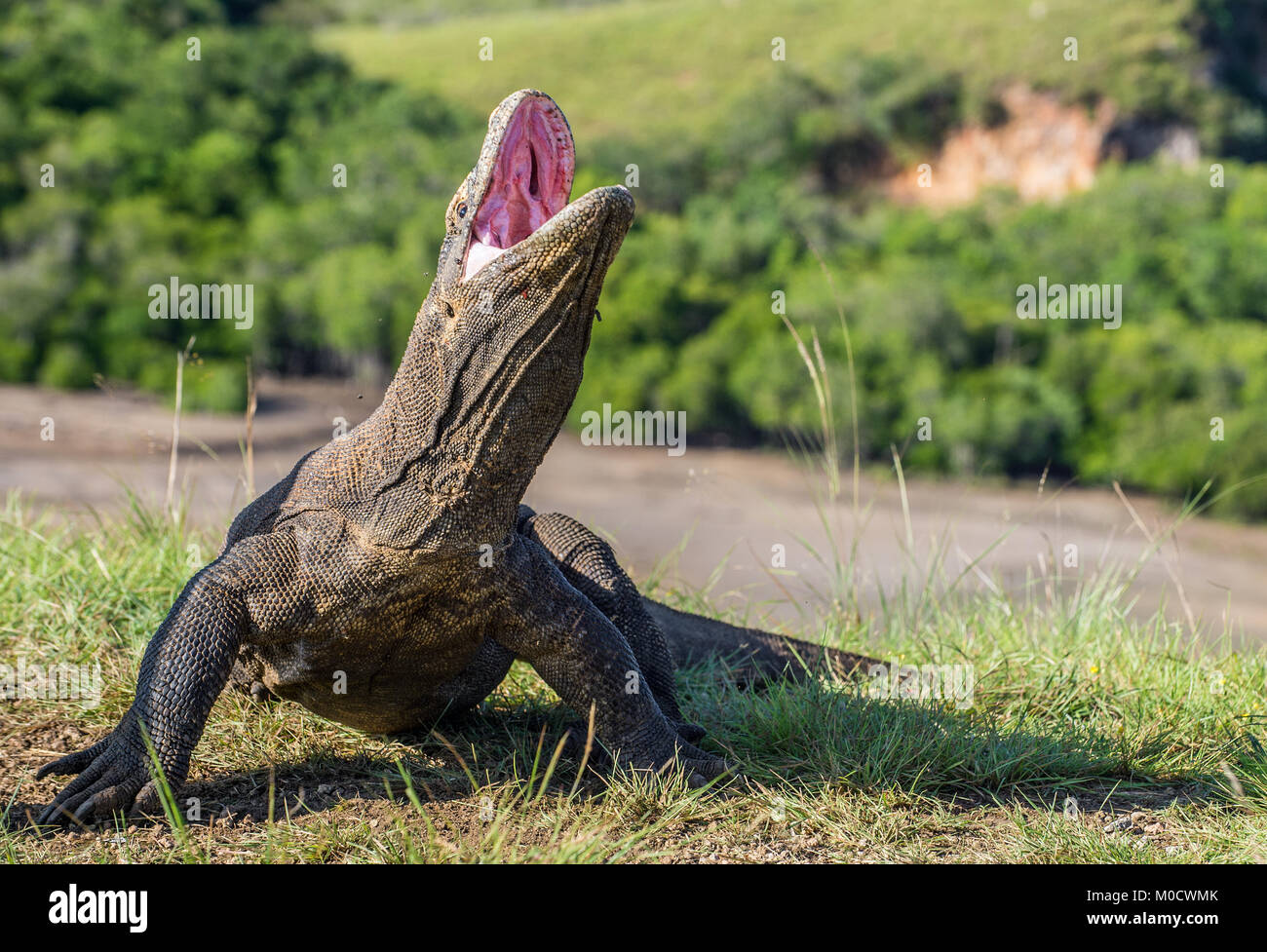 Il drago di Komodo Varanus komodoensis sollevata la testa con la bocca aperta. È la più grande lucertola vivente nel mondo. Isola Rinca. Indonesia. Foto Stock