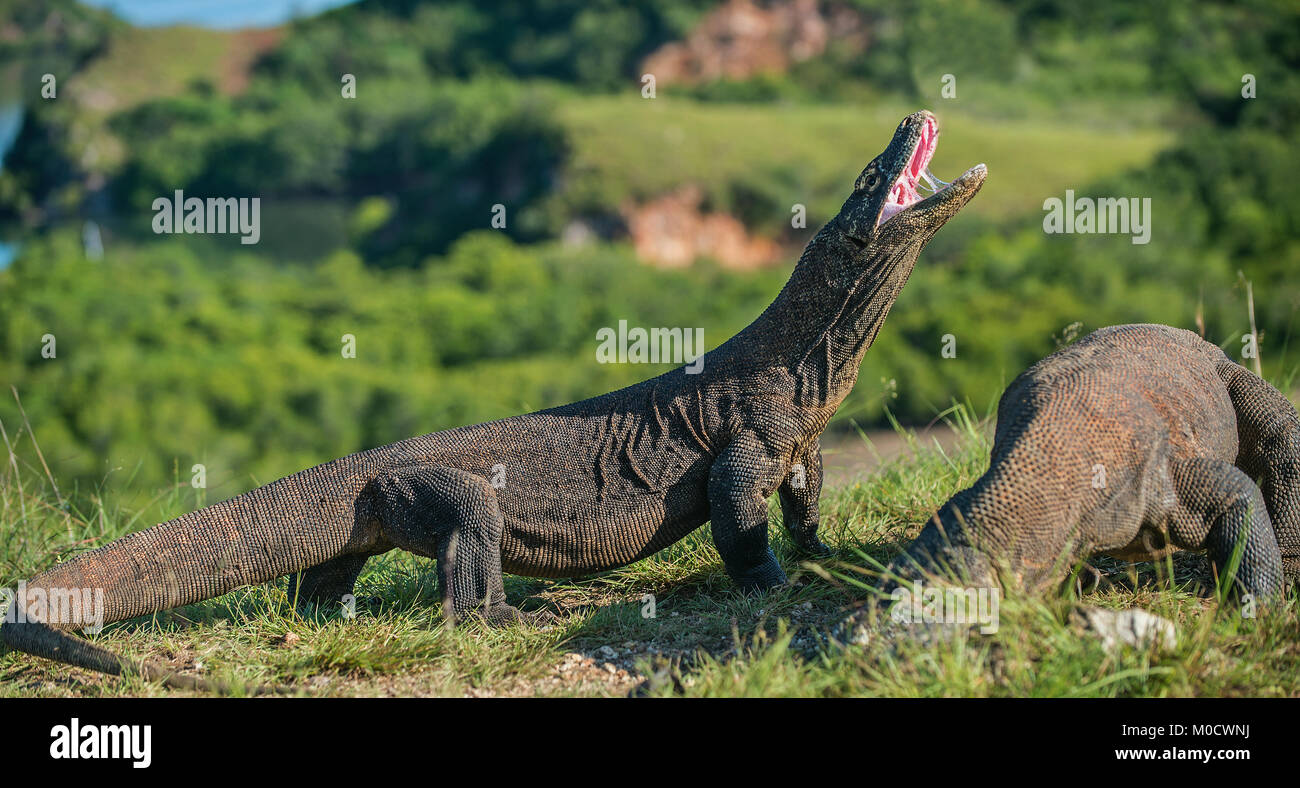 Il drago di Komodo Varanus komodoensis sollevata la testa con la bocca aperta. È la più grande lucertola vivente nel mondo. Isola Rinca. Indonesia. Foto Stock