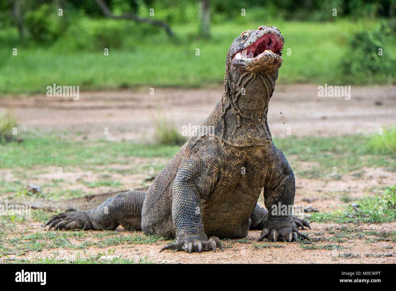 Il drago di Komodo Varanus komodoensis sollevata la testa con la bocca aperta. È la più grande lucertola vivente nel mondo. Isola Rinca. Indonesia. Foto Stock