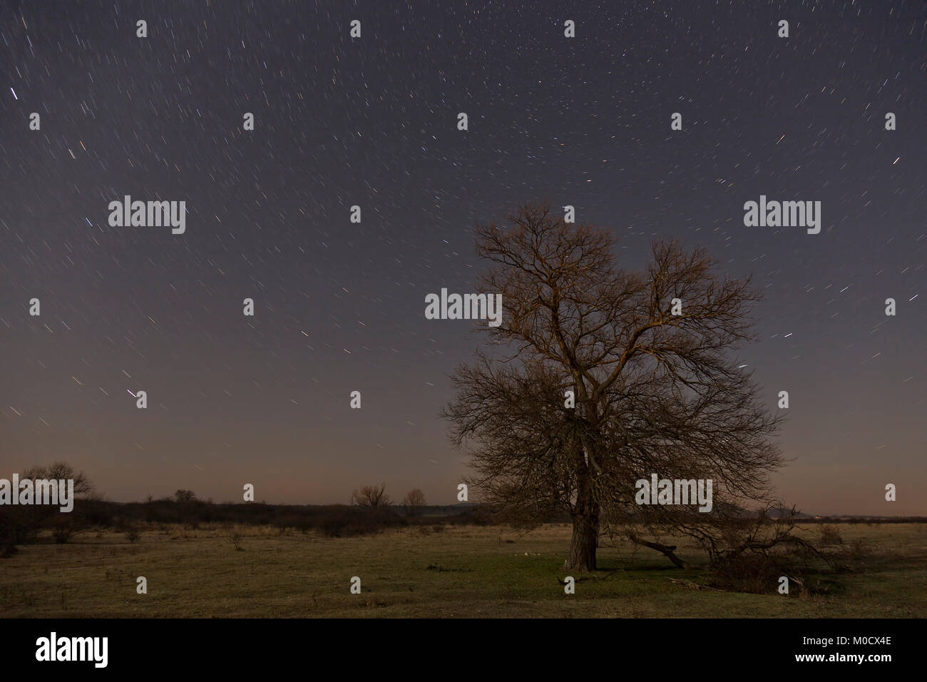 Notte lunga esposizione foto fro un albero e stelle Foto Stock