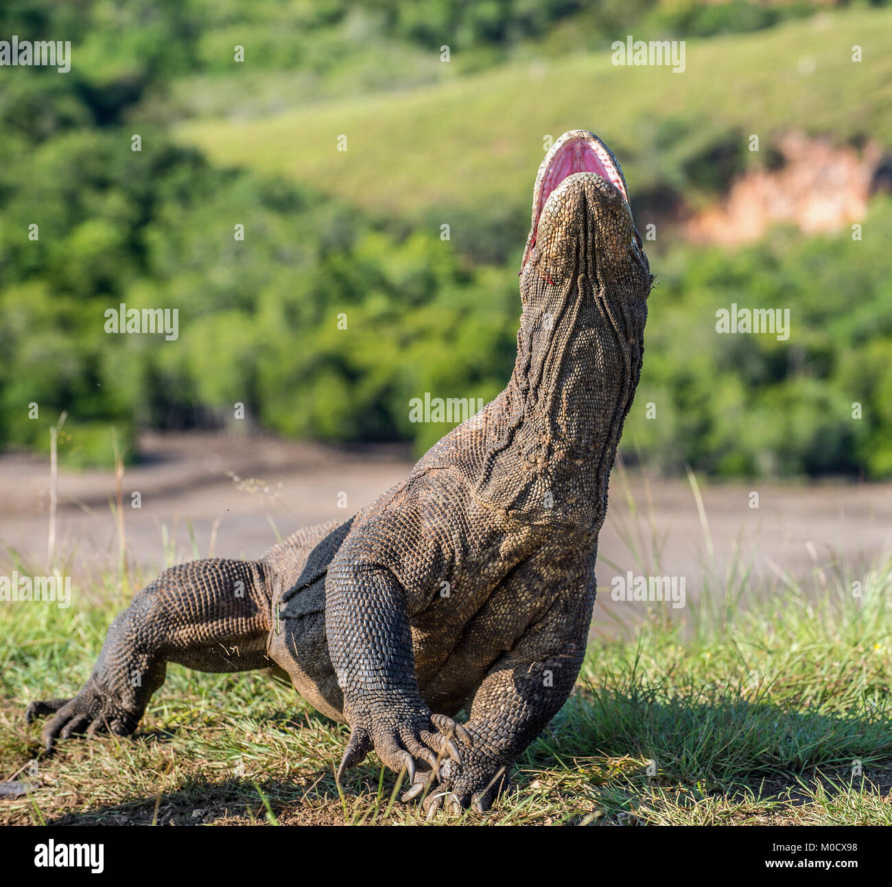 Il drago di Komodo Varanus komodoensis sollevata la testa con la bocca aperta. È la più grande lucertola vivente nel mondo. Isola Rinca. Indonesia. Foto Stock