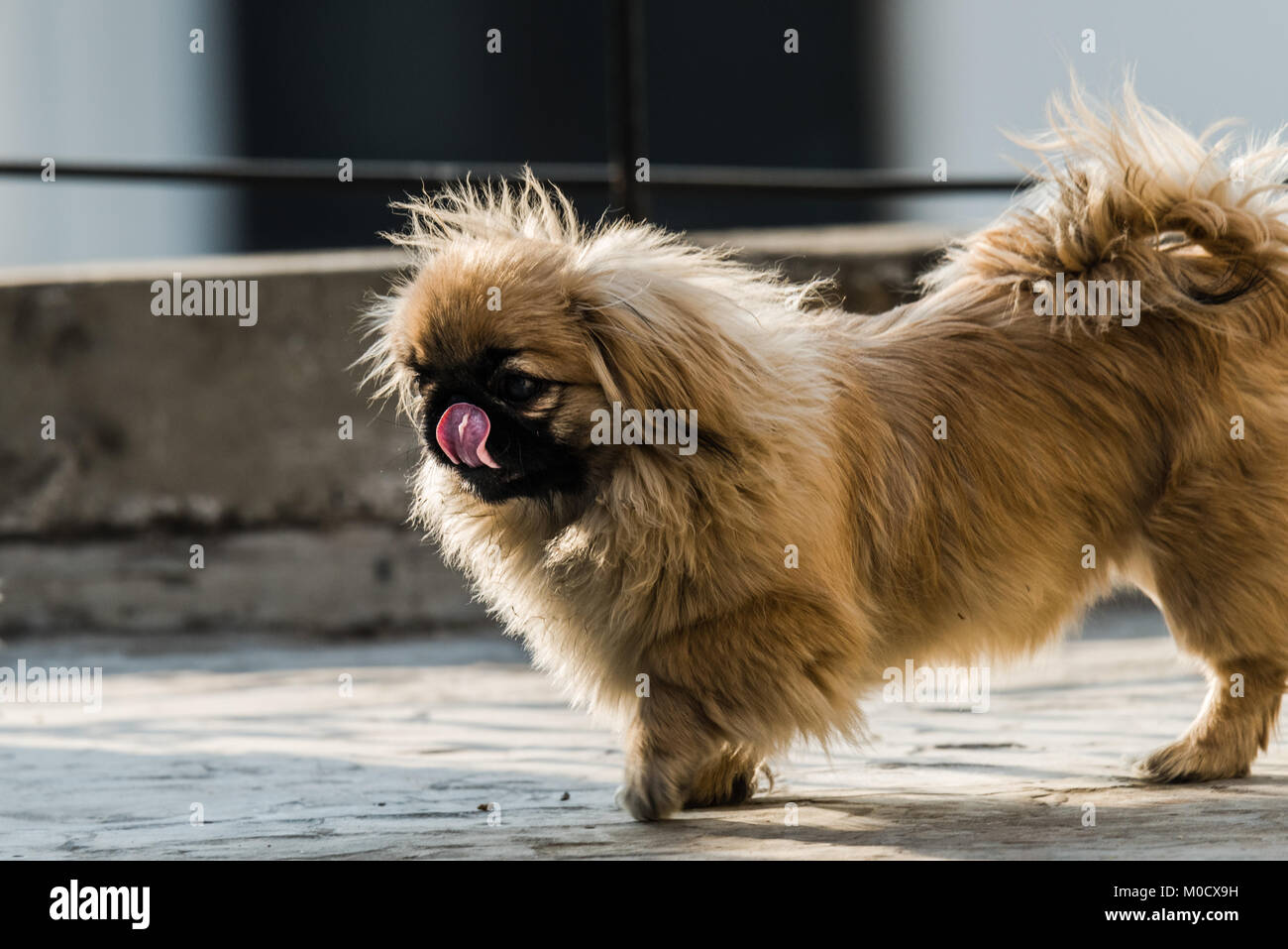 Inoltre Pekingese lion cane un antica razza cane giocattolo, dalla Cina, una somiglianza alla Cinese guardian Lions. Foto Stock