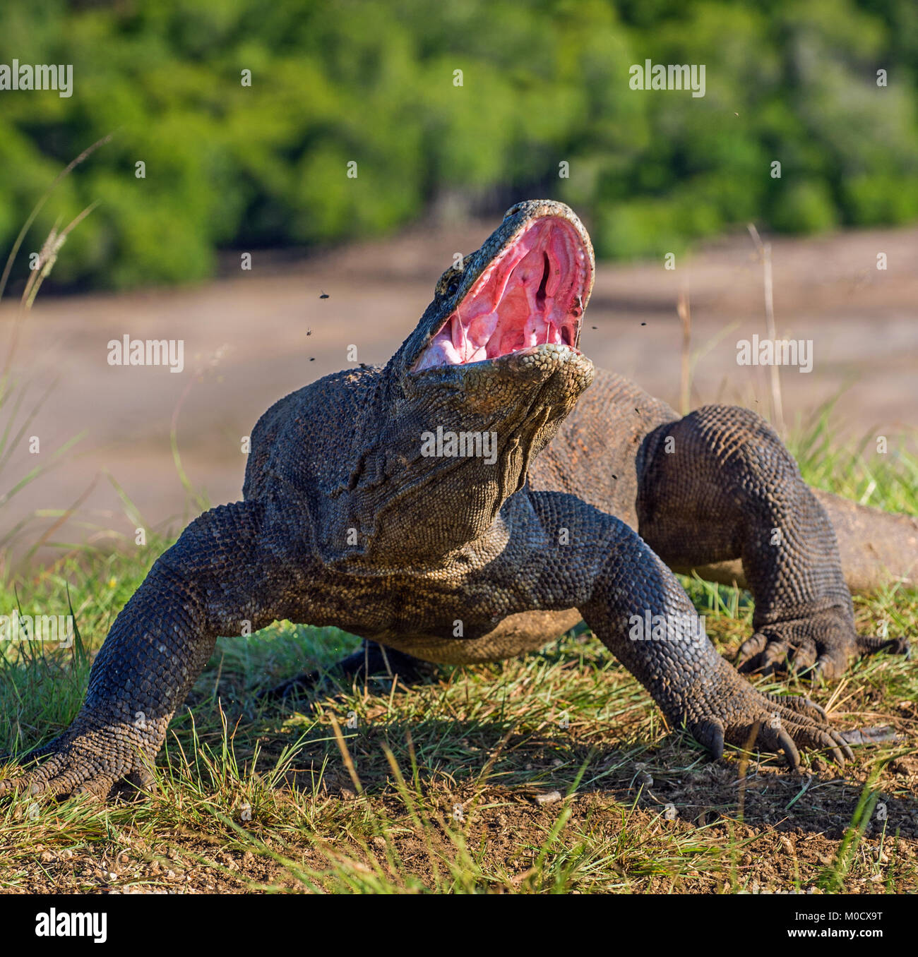 Il drago di Komodo Varanus komodoensis sollevata la testa con la bocca aperta. È la più grande lucertola vivente nel mondo. Isola Rinca. Indonesia. Foto Stock