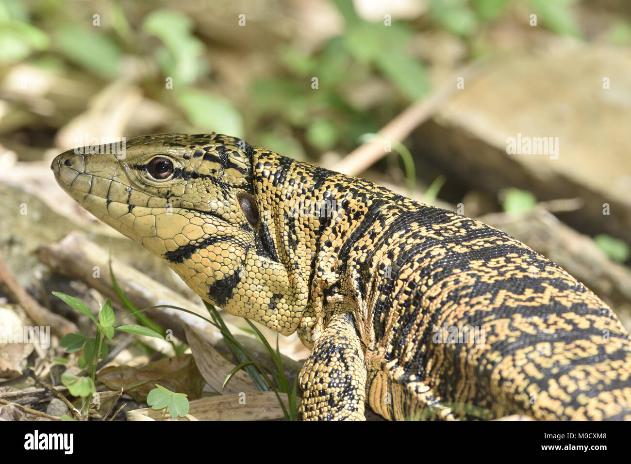 Trinidad Golden Tegu lucertola - Tupinambis teguixin () cryptus Foto Stock