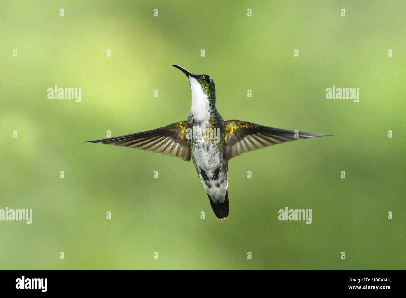 Bianco-chested Emerald - Amazilia brevirostris Foto Stock