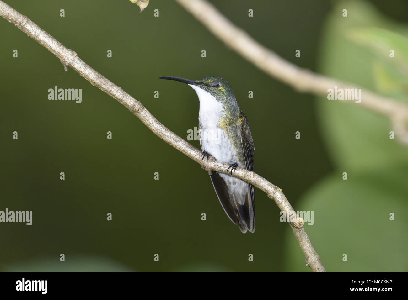 Bianco-chested Emerald - Amazilia brevirostris Foto Stock