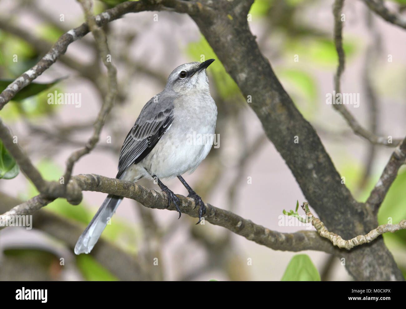 Tropical Mockingbird - Mimus gilvus Foto Stock