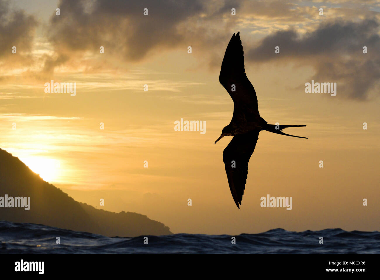 Magnifica Frigatebird - Fregata magnificens Little Tobago Trinidad e Tobago Foto Stock