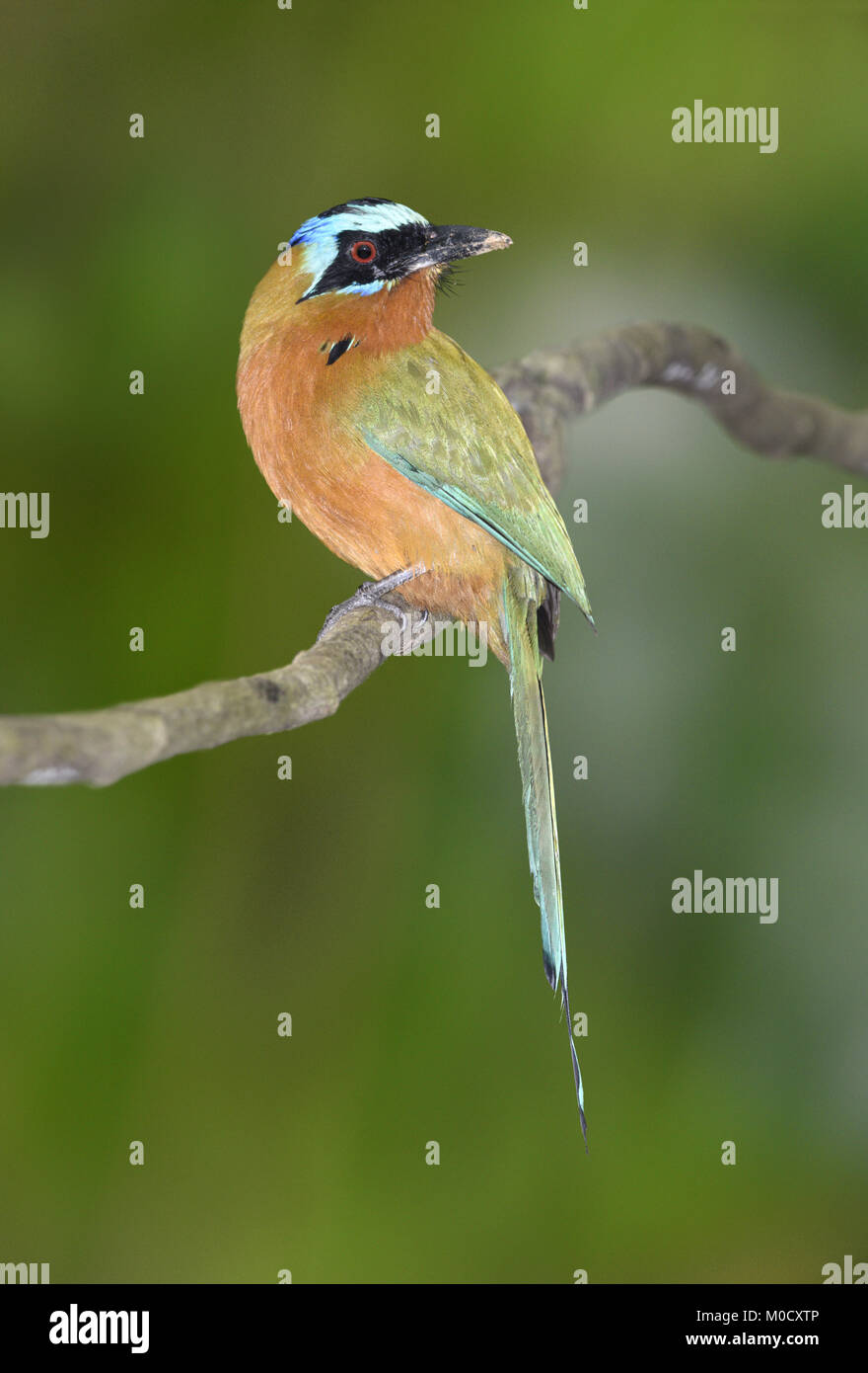 Trinidad Motmot - Momotus bahamensis Foto Stock