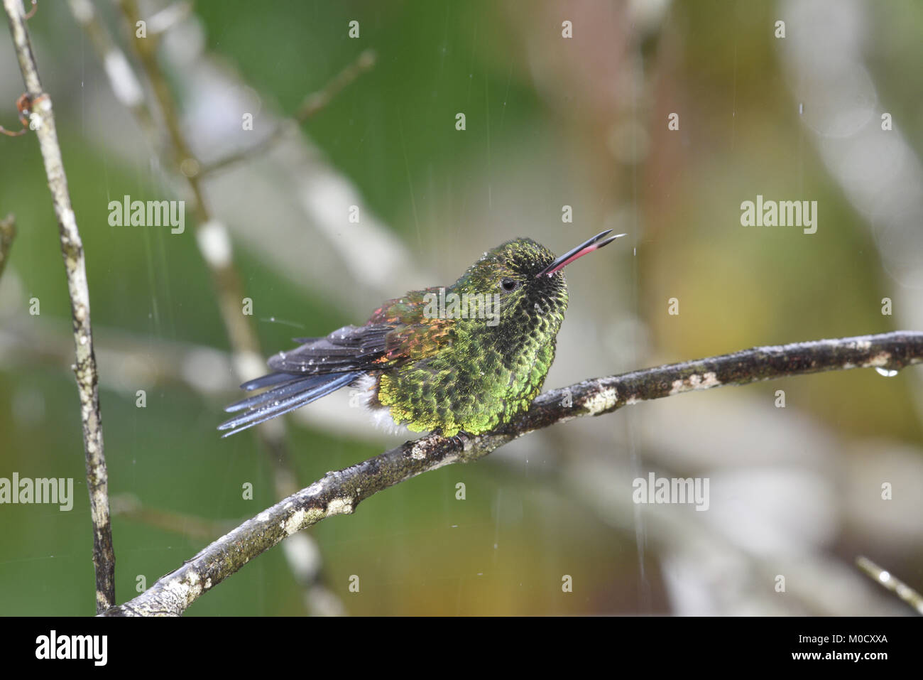 Rame-rumped Hummingbird - Amazilia tobaci Foto Stock