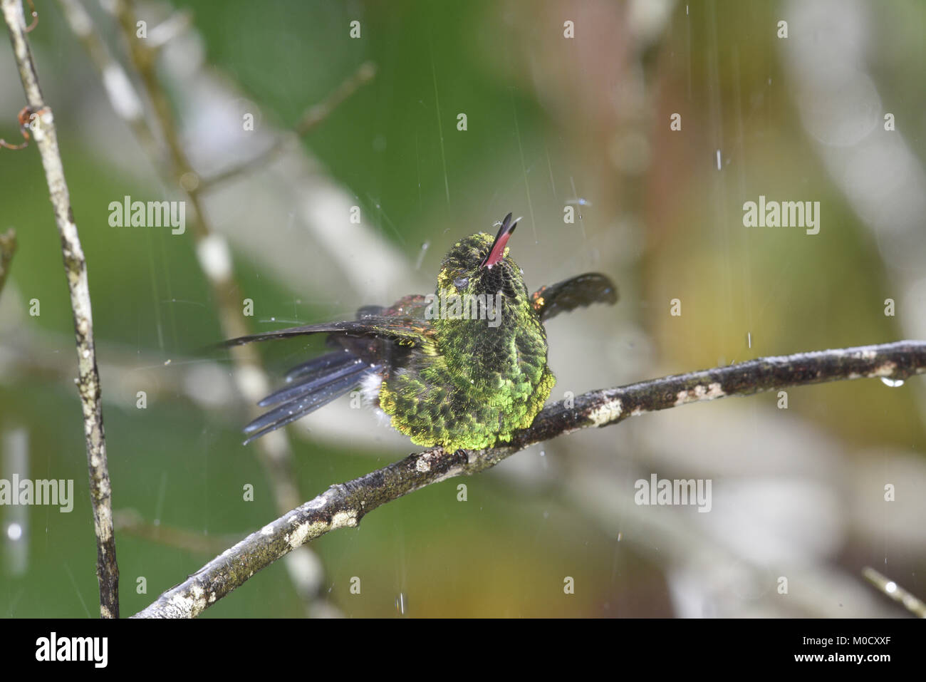 Rame-rumped Hummingbird - Amazilia tobaci Foto Stock