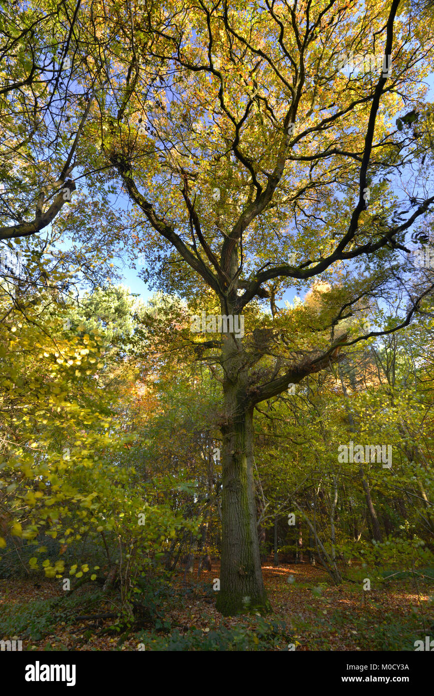 Coppia Pedunculate Inglese o rovere - Quercus robur, Stoke legno, Oxfordshire. Foto Stock