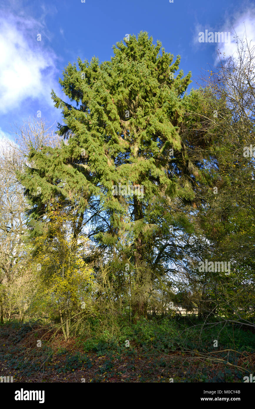 Abete - Picea abies, Stoke legno, Oxfordshire Foto Stock