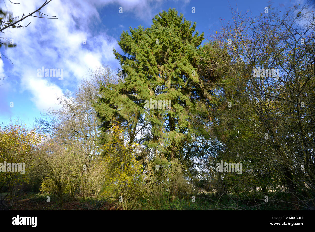 Abete - Picea abies, Stoke legno, Oxfordshire Foto Stock