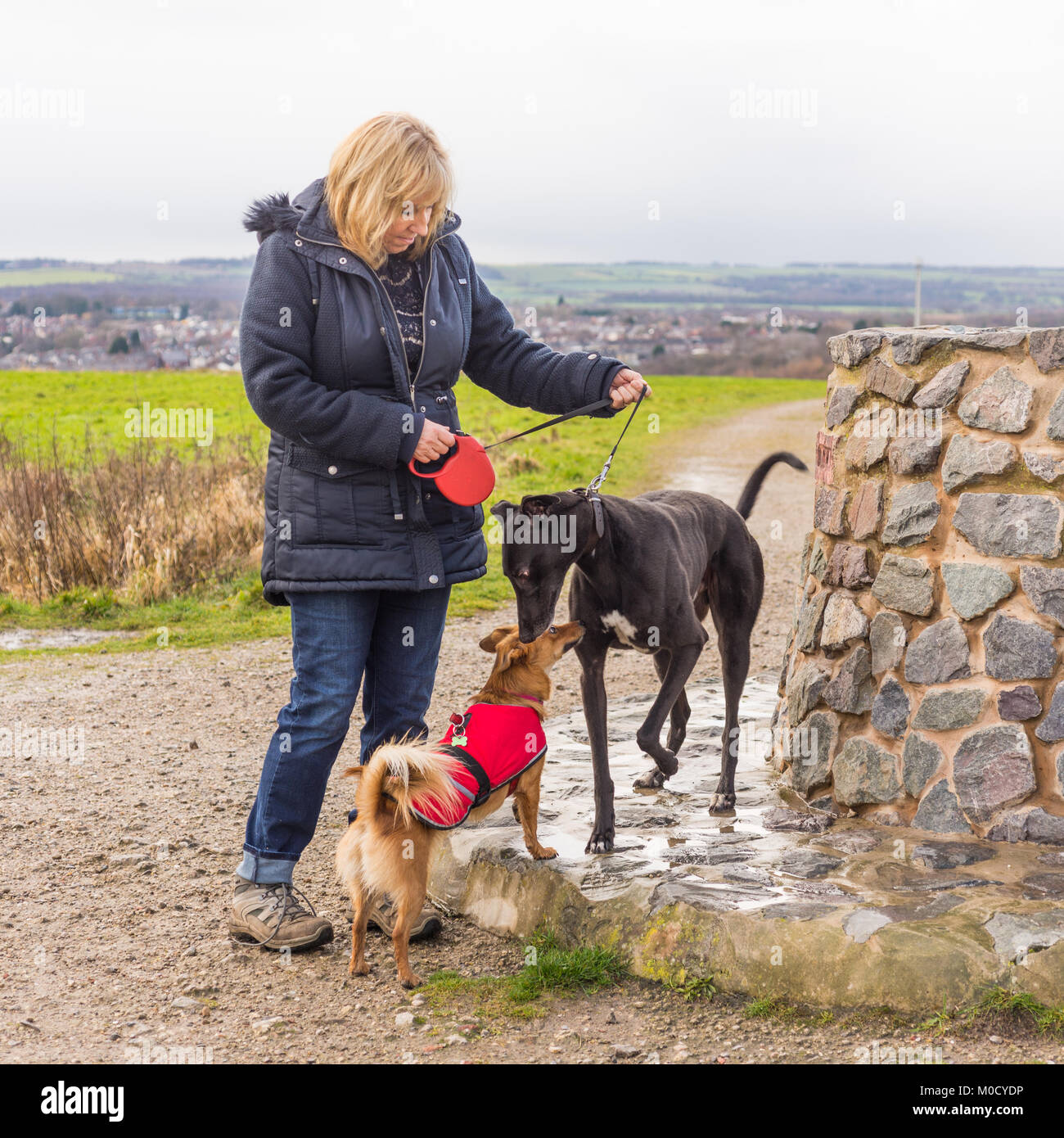 La donna a spasso cerca su come il suo cane greyhound ha un cordiale incontro sociale con un altro piccolo cane, Yorkshire, Inghilterra, Regno Unito. Foto Stock