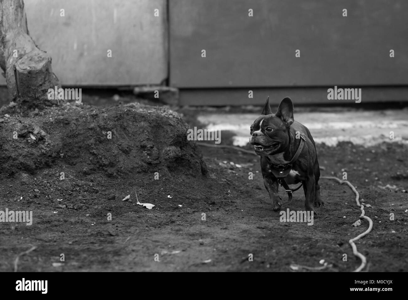 Bulldog francese cane corre sul terreno, foto in bianco e nero Foto Stock