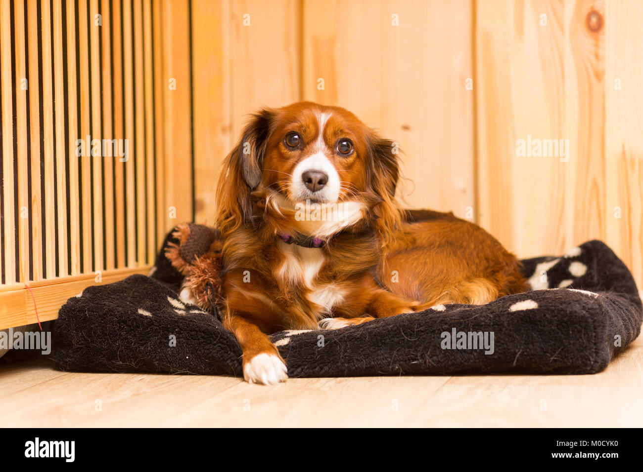 Red mongrel cane giace sulla sua stufa Foto Stock