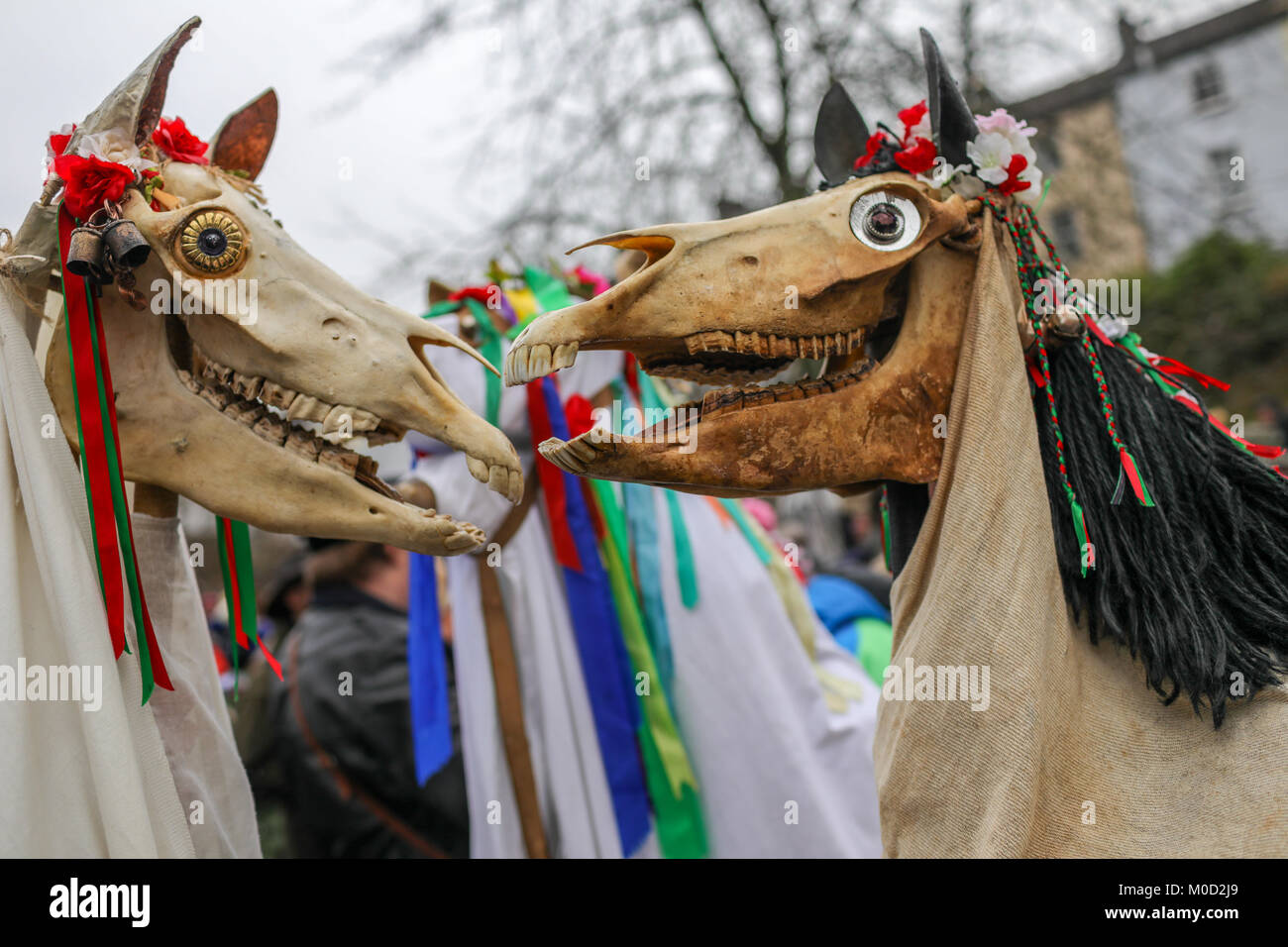 Chepstow, Wales, Regno Unito. Xx gen, 2018. Un record di rottura 24 'Mari Lwyds' (gallese) o grigio mare raccogliere per le celebrazioni a Chepstow, sul confine gallese. Un antica tradizione midwinter per festeggiare il nuovo anno. È molto insolito per vedere più di uno 'Mari Lwyd' in qualsiasi occasione e di inaudita per avere un incontro di tanti. Credito: Haydn Denman/Alamy Live News Foto Stock