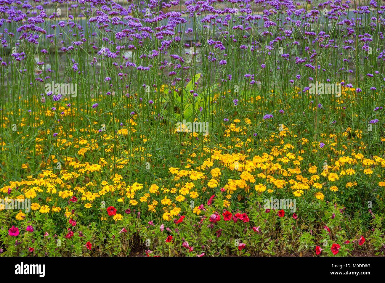 Un giallo e viola malva o visualizzazione di fiori d'estate fioritura in un parco a Torquay, Devon. Foto Stock