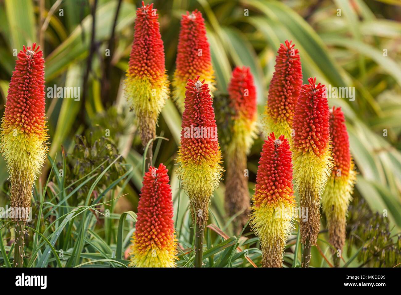 Red Hot pokers in un giallo e rosso display perenni. Foto Stock