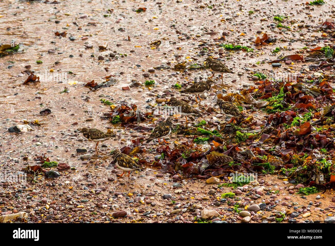 Un gregge di Turnstones wading dalla spiaggia mangiando insetti, di crostacei e di molluschi sulla South Devon Coast. Foto Stock