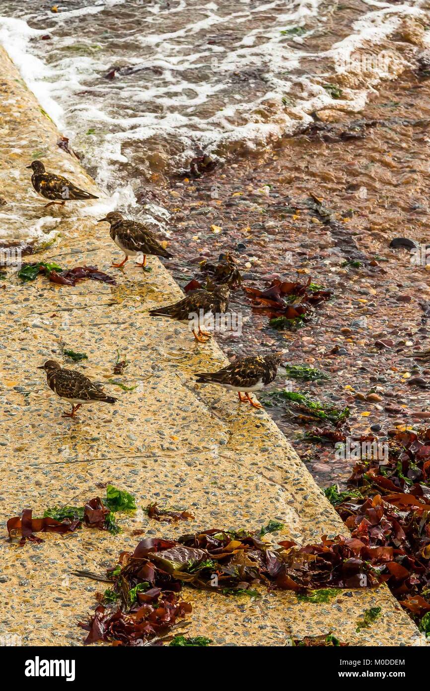 Un gregge di Turnstones wading dalla spiaggia mangiando insetti, di crostacei e di molluschi sulla South Devon Coast. Foto Stock