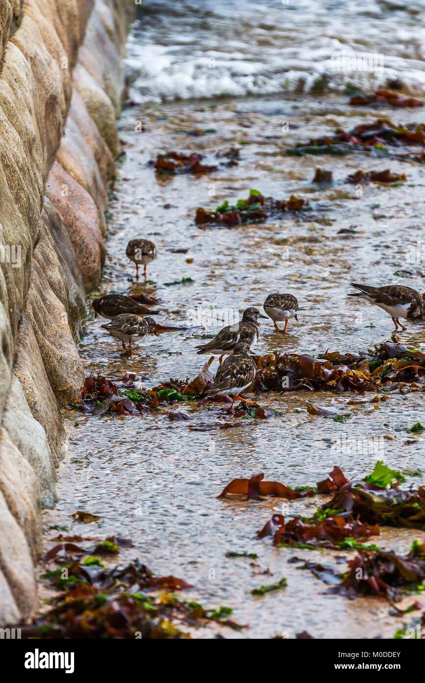 Un gregge di Turnstones wading dalla spiaggia mangiando insetti, di crostacei e di molluschi sulla South Devon Coast. Foto Stock