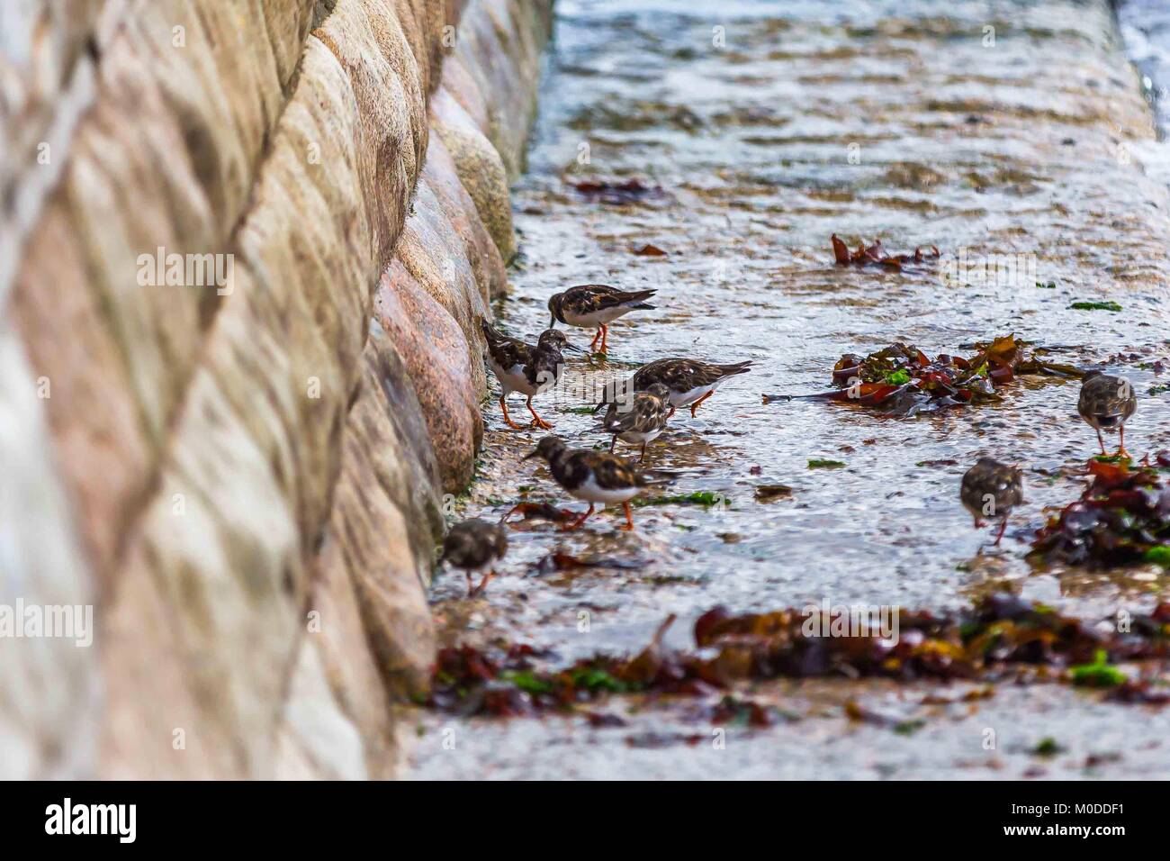 Un gregge di Turnstones wading dalla spiaggia mangiando insetti, di crostacei e di molluschi sulla South Devon Coast. Foto Stock